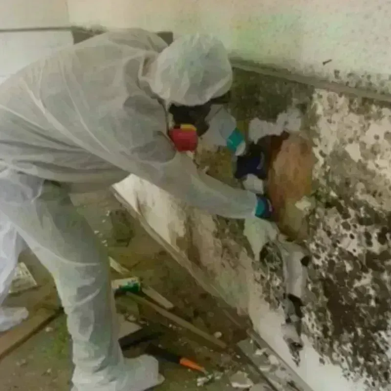 Mold Remediation and Removal in Scurry County, TX